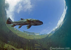 Brown trout - cold clear waters of Capernwray.
Jan 09, t... by Mark Thomas 